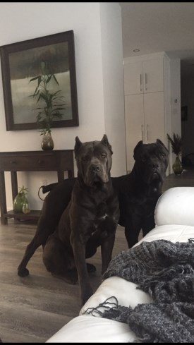 Boss et Blue 275 x 489