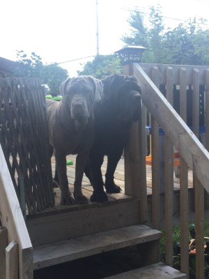 Brutus et Kelly 300 x 400