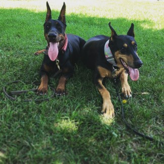 Dahlia et Roxy 325 x 325