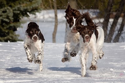 Dalhia Iris et Noah 400 x 267