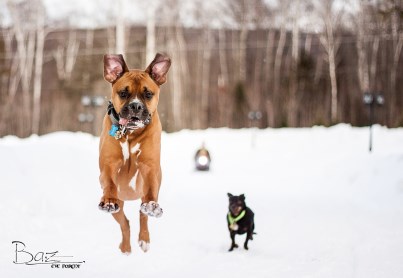 Elwood et Vlad 403 x 278