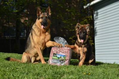 Genky et Ziel 400 x 267