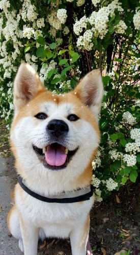 Go Sakura No Sono 275 x 500