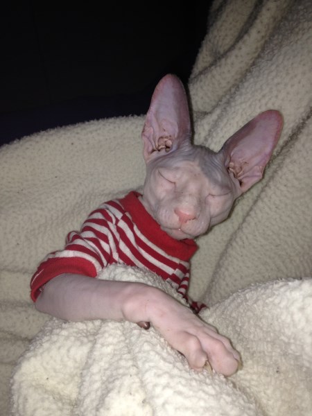 Gyzmo Blue 450 x 600