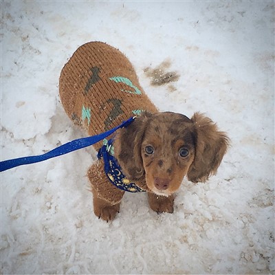 Hansolo pickle 400 x 400