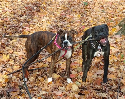 Kyra et Éros 400 x 318