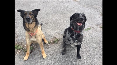 Lewis et balou 400 x 225