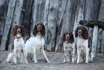 Molly Charlot Meya et Camey 403 x 269