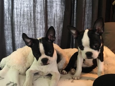 Phred Chloé 400 x 300