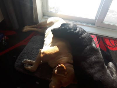 Spye et Phoebe 400 x 300