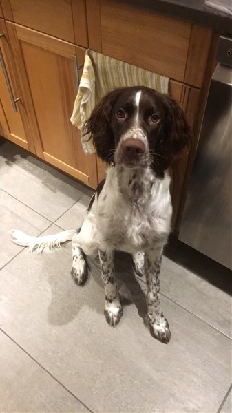 Vasco de Gamma dArthémis 337 x 600