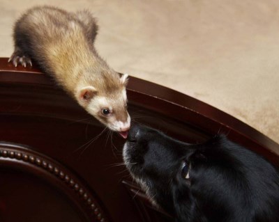 Watson Sherlock 400 x 319