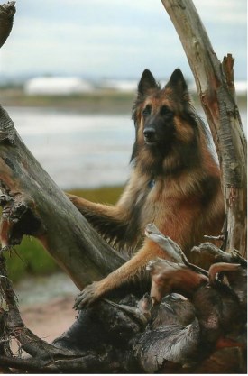 Wilson 7 iles 275 x 417